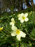FZ004199 Primroses (Primula vulgaris) on bank.jpg